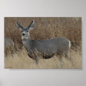 Poster D14 Mule Deer Doe (Devant)