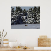 Poster D17 Mule Deer Buck in Snowy SpruceTrees (Cuisine)