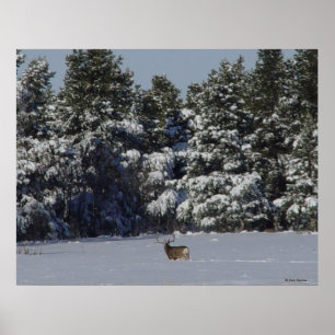 Poster D17 Mule Deer Buck in Snowy SpruceTrees