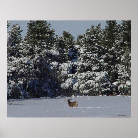 Poster D17 Mule Deer Buck in Snowy SpruceTrees (Devant)