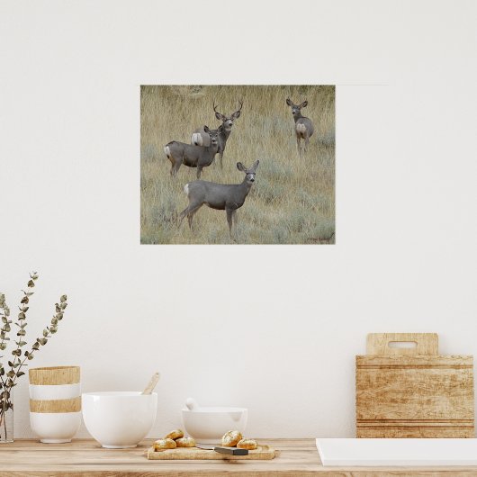 Poster D18 Mule Deer (Cuisine)