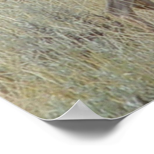 Poster D18 Mule Deer (Coin)