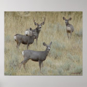 Poster D18 Mule Deer (Devant)