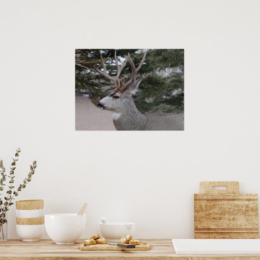 Poster D25 Mule Deer Buck (Cuisine)