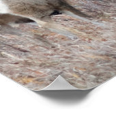 Poster D29 Mule Deer Buck and Doe (Coin)