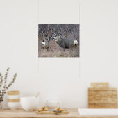 Poster D29 Mule Deer Buck and Doe (Cuisine)