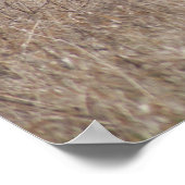 Poster D2 Boues de printemps de cerfs à queue blanche dan (Coin)