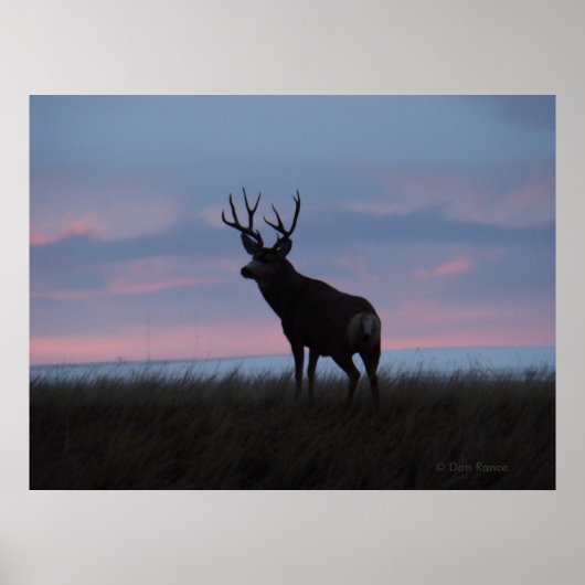 Poster D3 Mule Deer Sun Rise Buck (Devant)