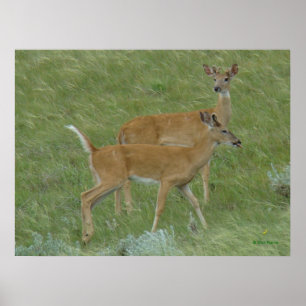 Poster D6 Cerf à queue blanche langue sortie