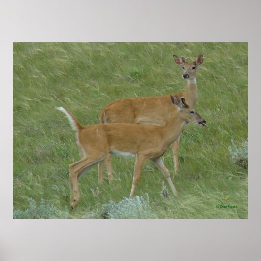 Poster D6 Élimination de la langue du cerf de Virginie (Devant)