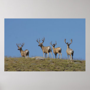 Poster D9 Mule Deer Bucks in Velvet