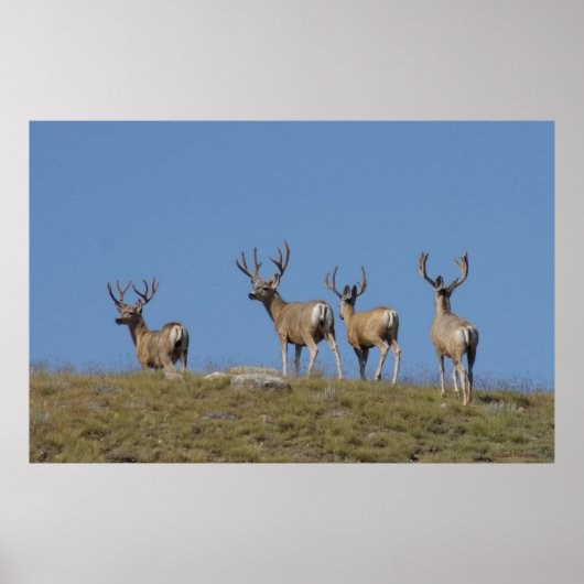 Poster D9 Mule Deer Bucks in Velvet (Devant)