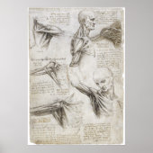 Poster Da Vinci, Léonard - Étude de l'anatomie (Devant)