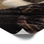 Poster d'Aardvark (Coin)