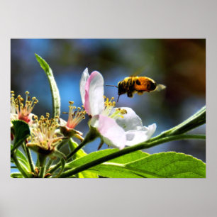 Poster d'abeille de miel et de fleurs de pomme