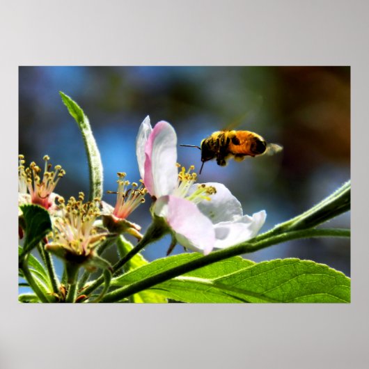 Poster d'abeille de miel et de fleurs de pomme (Devant)