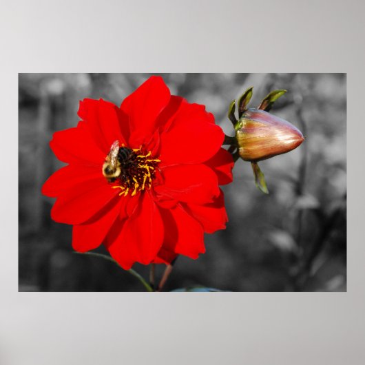 Poster d'abeille sur la Fleur Rouge (Devant)