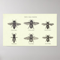 Poster d'abeilles de miel