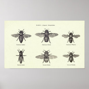 Poster d'abeilles de miel