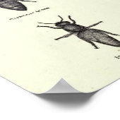 Poster d'abeilles de miel (Coin)