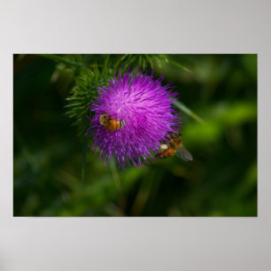 Poster d'abeilles sur le chardon de lait