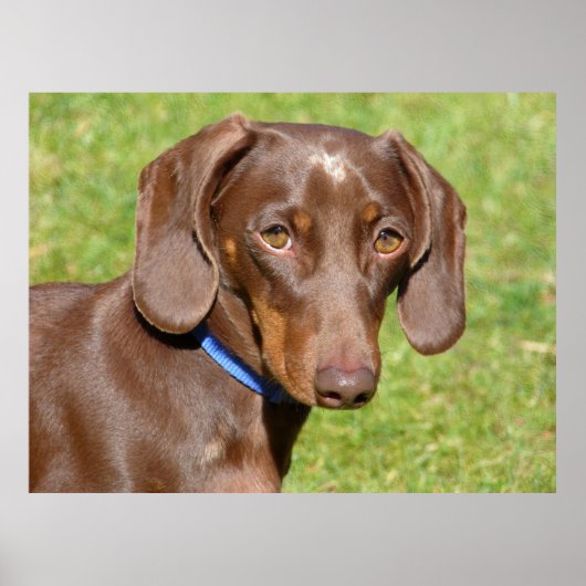 Poster Dachshund (Devant)