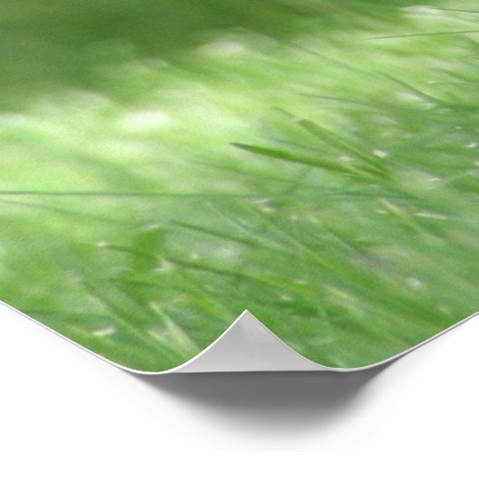 Poster Dachshund (Coin)