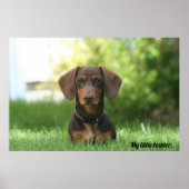Poster Dachshund (Devant)