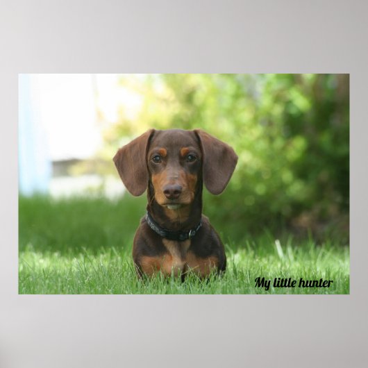 Poster Dachshund (Devant)