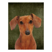 Poster Dachshund (Devant)