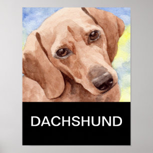 Poster Dachshund