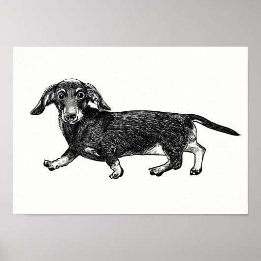 Poster Dachshund / Art Mur (Devant)