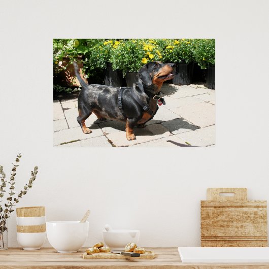 Poster Dachshund Buddy 2 (Cuisine)