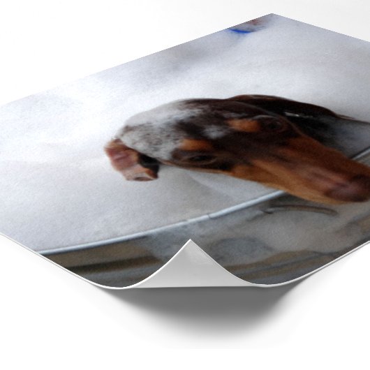 Poster Dachshund dans le bain à remous (Coin)