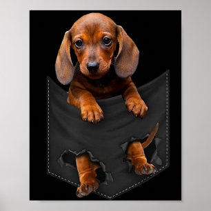 Poster Dachshund Dans Ma Poche Dachshund Weiner Chien Cad