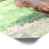 Poster Dachshund miniature à cheveux longs 1 (Coin)