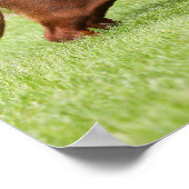 Poster Dachshund miniature à poil lisse (Coin)