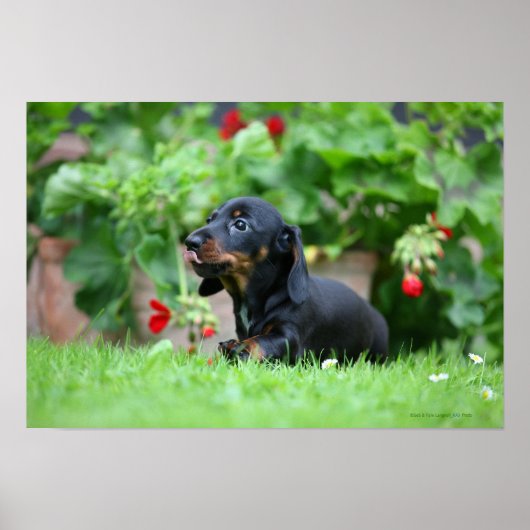 Poster Dachshund miniature à poil lisse 1 (Devant)
