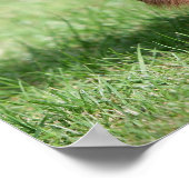 Poster Dachshund miniature au chocolat et au tan aux chev (Coin)