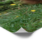 Poster Dachshund miniature Brown aux cheveux longs (Coin)