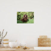 Poster Dachshund miniature Brown aux cheveux longs (Cuisine)