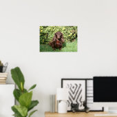 Poster Dachshund miniature Brown aux cheveux longs (Bureau à domicile)