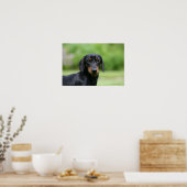 Poster Dachshund noir et tan Miniture 1 (Cuisine)