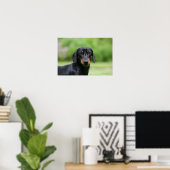 Poster Dachshund noir et tan Miniture 1 (Bureau à domicile)