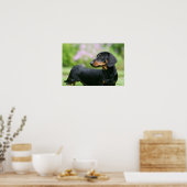 Poster Dachshund noir et tean Miniture 2 (Cuisine)