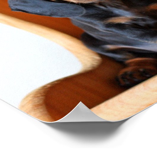 Poster Dachshund pup (Coin)