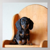 Poster Dachshund pup (Devant)