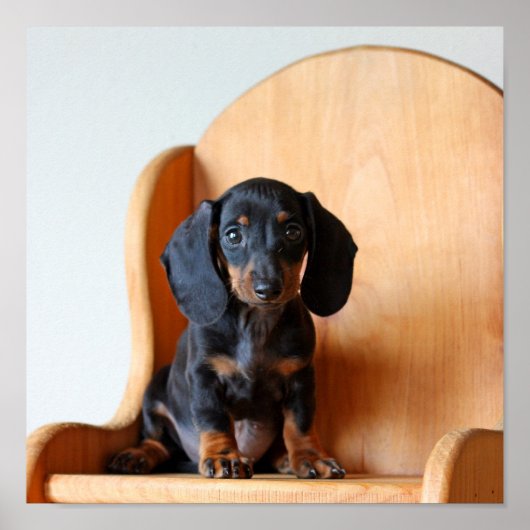 Poster Dachshund pup (Devant)
