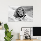 Poster Dachshund Puppy (Bureau à domicile)