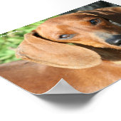 Poster Dachshund Red Smoothcoat Photo (Coin)